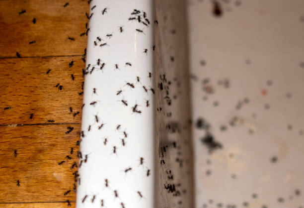 Best Flea Control Services  in Erie, IL